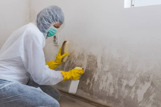 Best Mold Remediation for Vacation Homes  in Oreana, IL