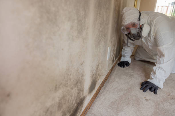 Mold Removal for HVAC Installations in Oreana, IL