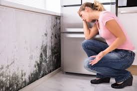 Best Environmental Consulting for Mold Prevention  in Oreana, IL